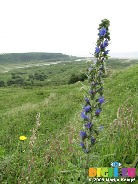 SX06816 Viper's Bugloss (Echium vulgare)